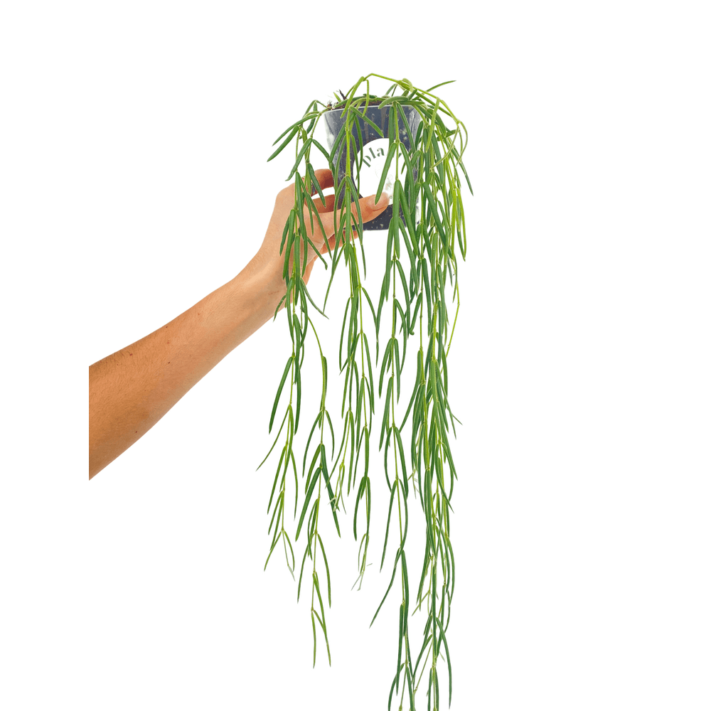 Hoya linearis - pot de 9cm - plantes d'intérieur