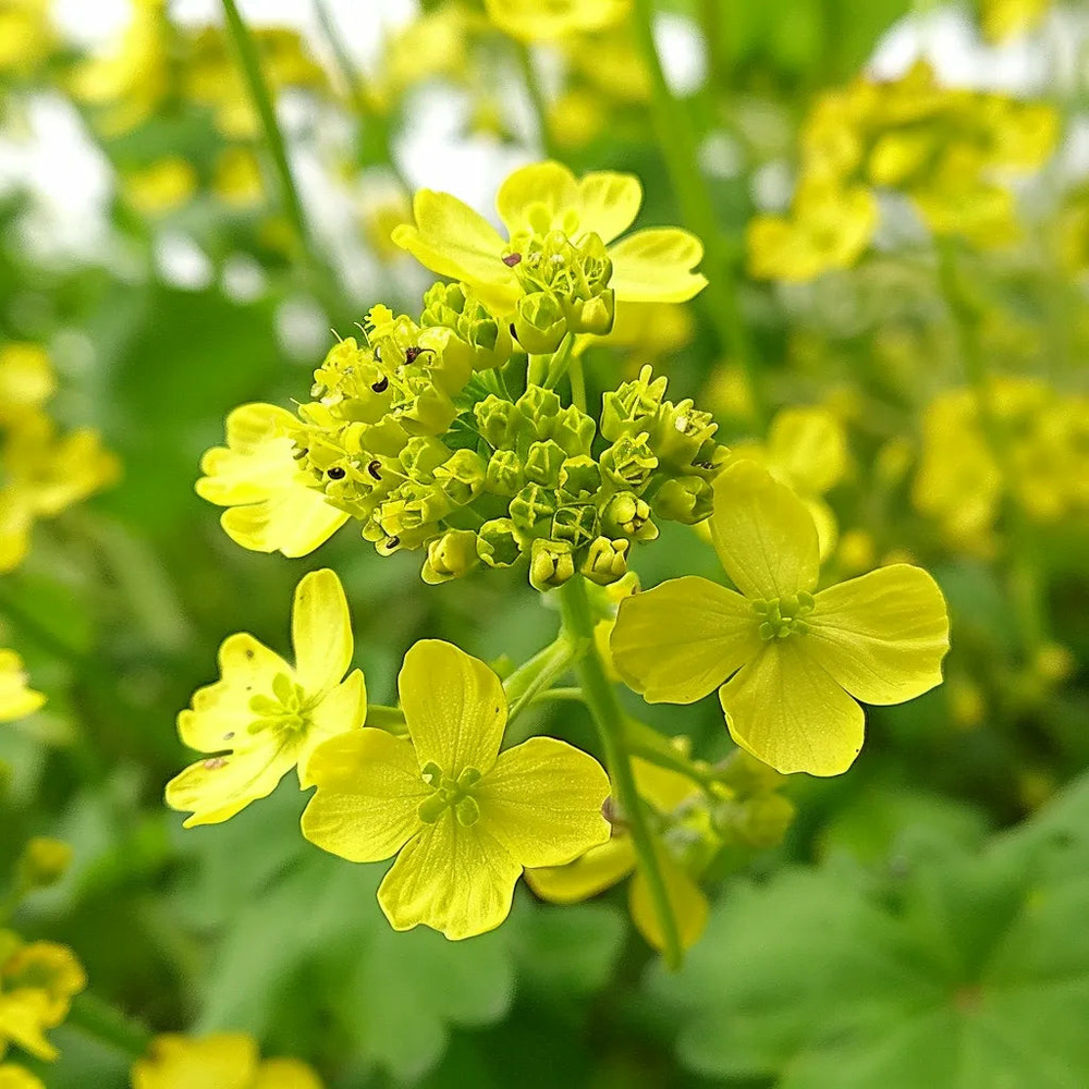 500 graines de moutarde blanche - semisauvage permaculture