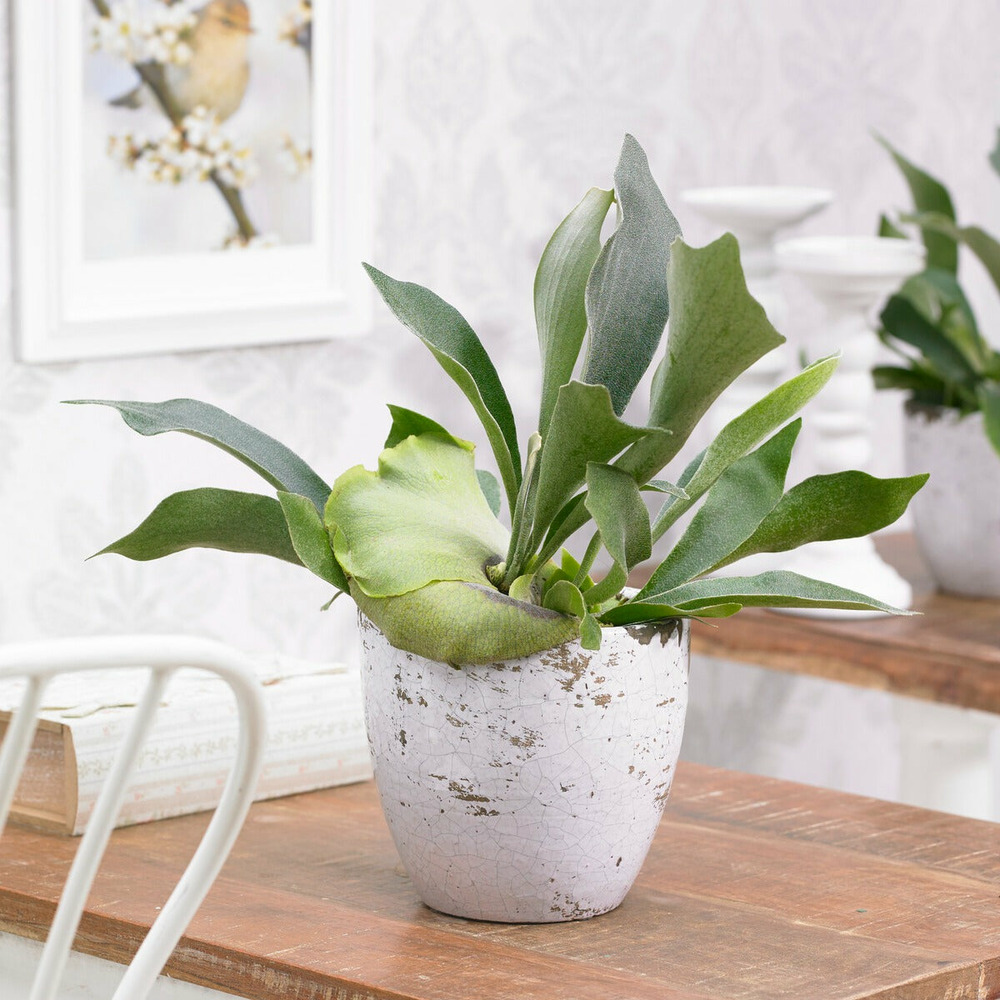 Fougère corne de cerf - le pot / ø 12cm / hauteur livrée 30-35cm