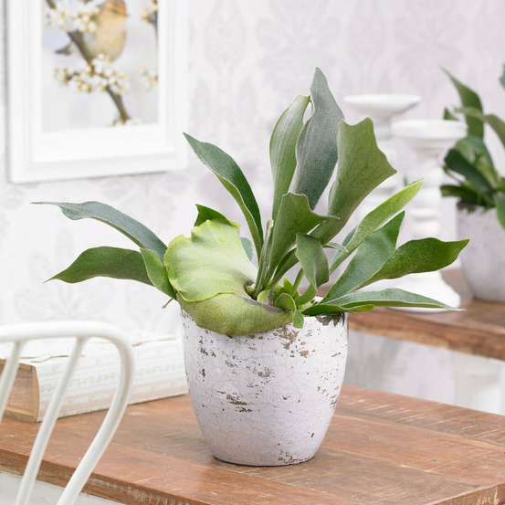 Fougère corne de cerf - le pot / ø 12cm / hauteur livrée 30-35cm