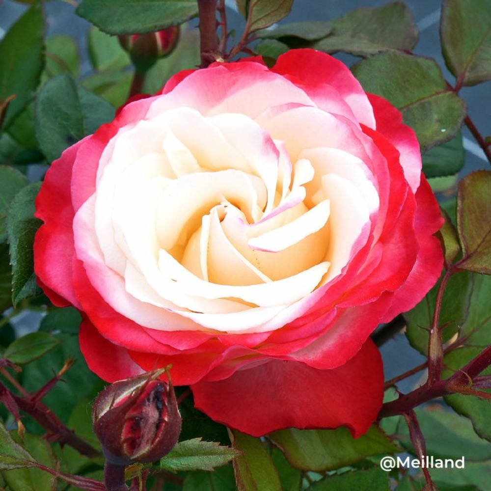 Rosier 'la garçonne' ® (rosa 'la garçonne' ®)