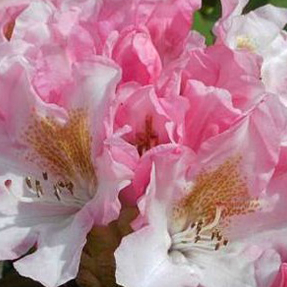 Rhododendron 'bashful' 60-80 cm pot port compact, floraison rose