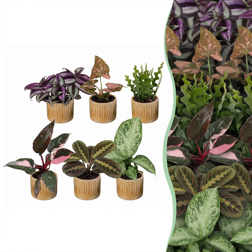 Baby plantes surprise - lot de 6 mini plantes tropicales avec cache-pots linnea miel - h 5-15 cm, pot ø6 cm