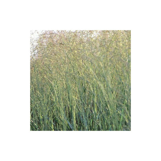 Panic érigé prairie sky lot de 3 godets