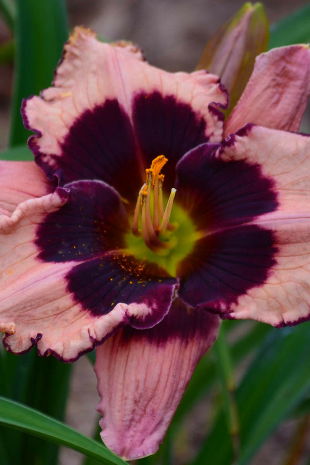 Hémérocalle 'keriel's purple night' - en pot de 2 litres