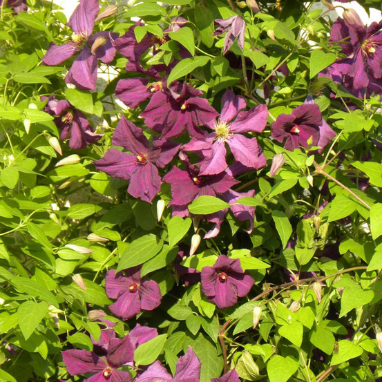 Clématite viticella polish spirit pot de 3l - echelle bambou 60/120 cm