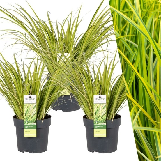 Lot de 3 acorus gramineus 'ogon'