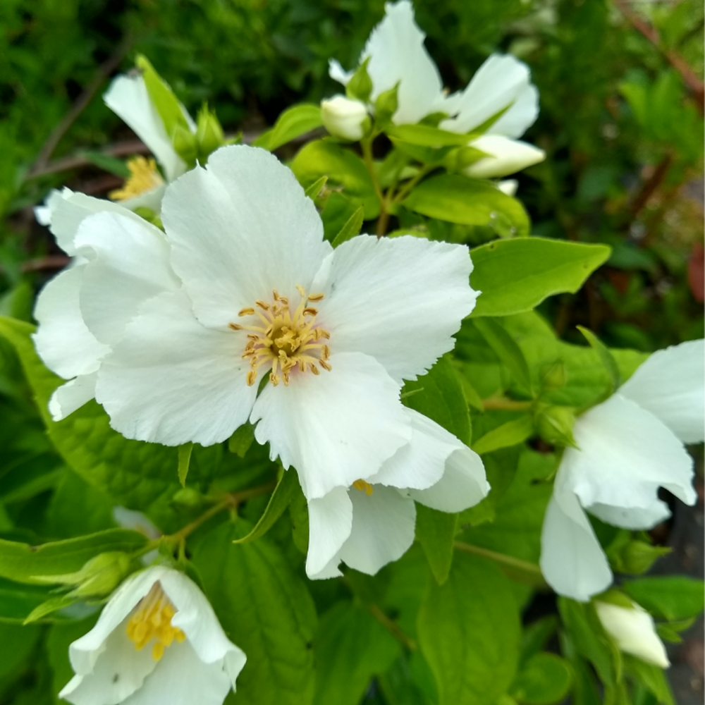 Seringat - philadelphus belle etoile 3l