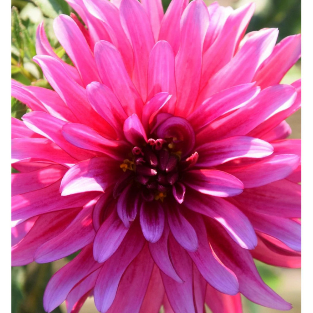 Bulbe de dahlia cactus balade sachet de 1 bulbe