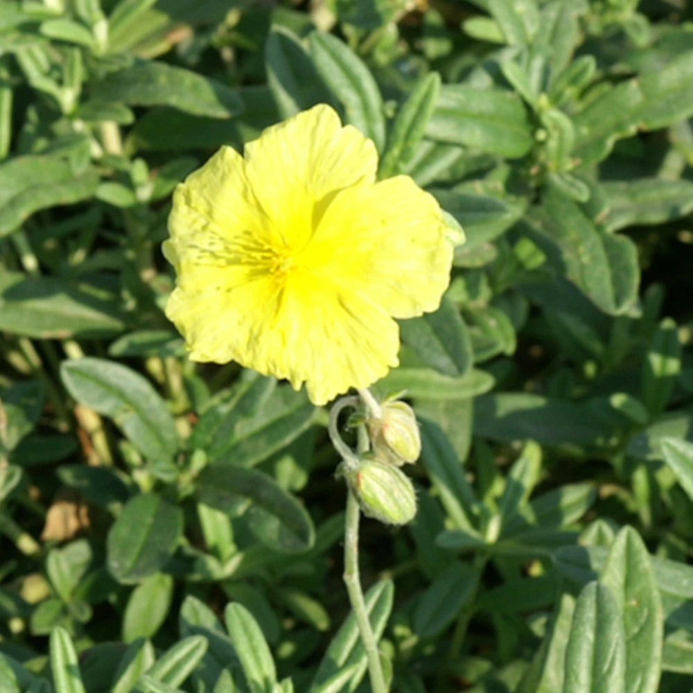 Hélianthème wisley primrose lot de 3 godets