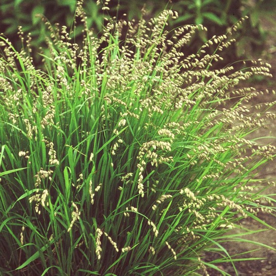 Mélique nutans godet de 8/9 cm