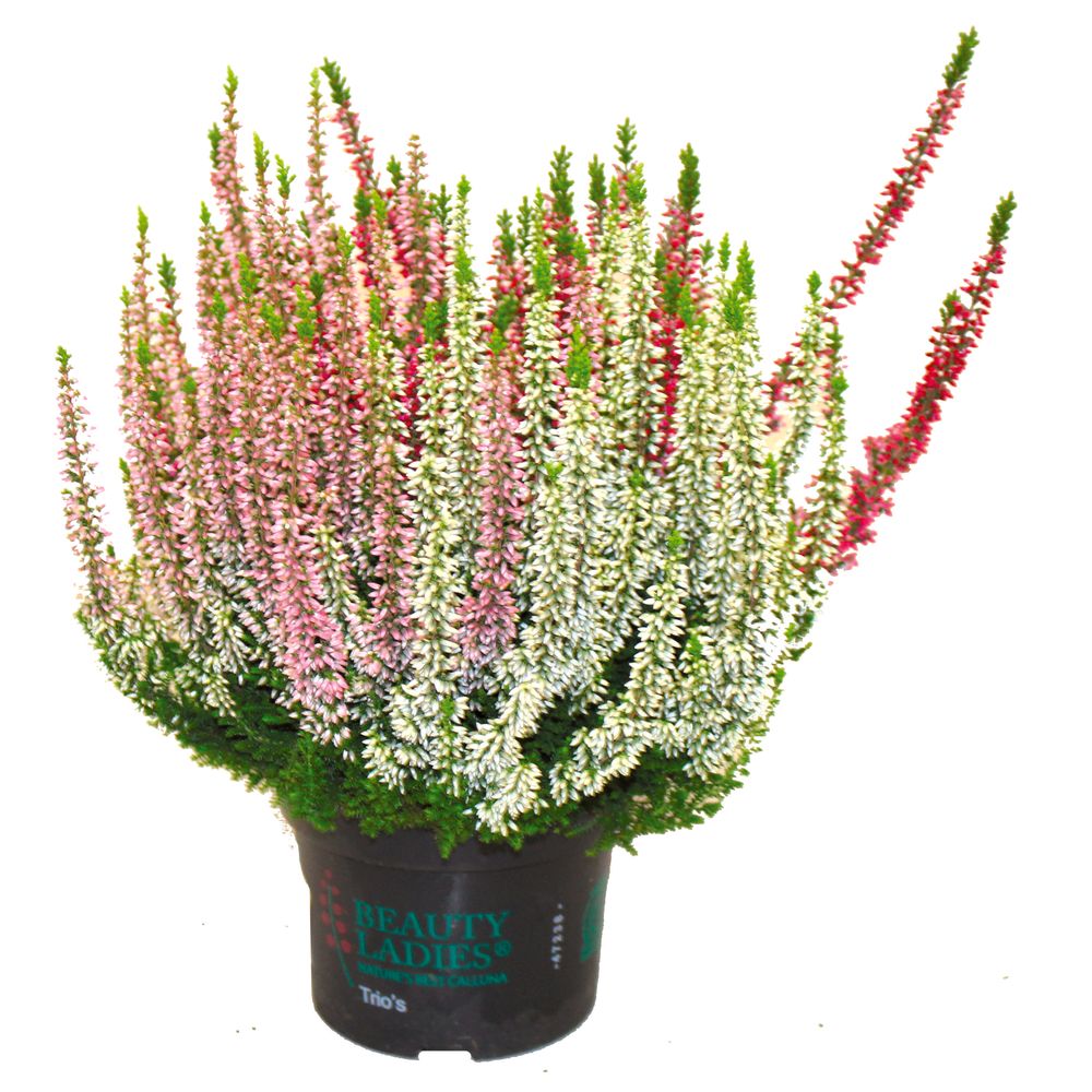 Bruyère calluna tricolore pot 13 cm