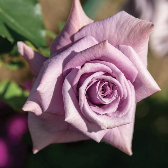 Rosier 'charles de gaulle' ®