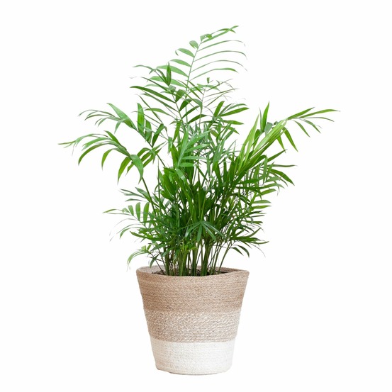 Chamadorea elegans et son pot panier blanc - hauteur 55cm