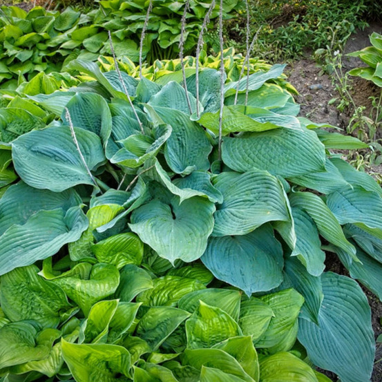 Hosta de siebold elegans godet - 5/20 cm