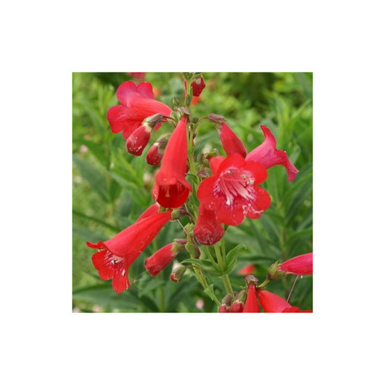 Penstemon chester scarlet lot de 5 godets
