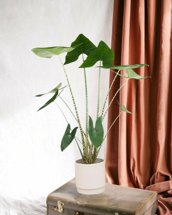 Alocasia zebrina 130cm - plante d'intérieur