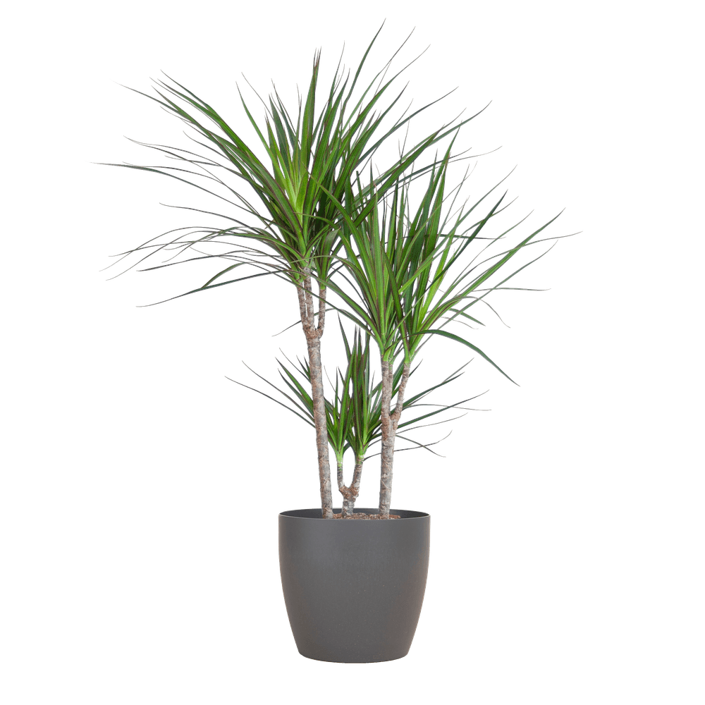 Dracaena marginata - plantes d'intérieur