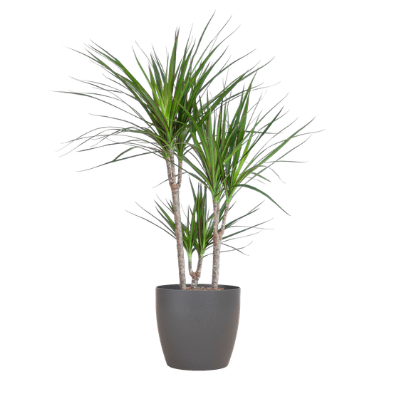 Dracaena marginata - plantes d'intérieur