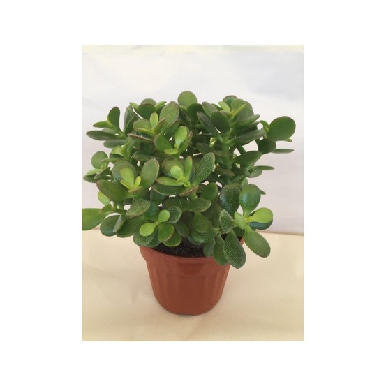 Crassette 'minor' pot de 1,5l/2l
