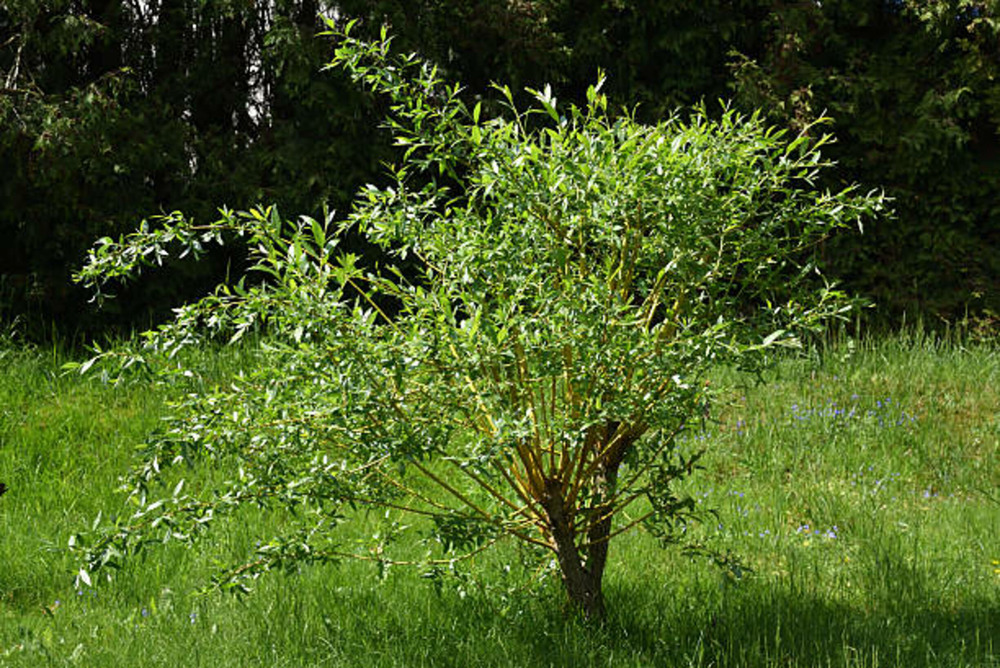 Salix erythroflexuosa c15l baliveau 150/250 cm (hors pot)