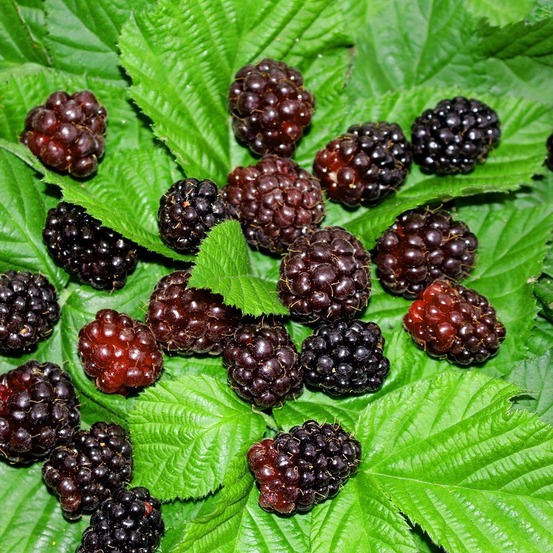 Mûrier-framboisier 'boysenberry' pot de 1,5l/2l