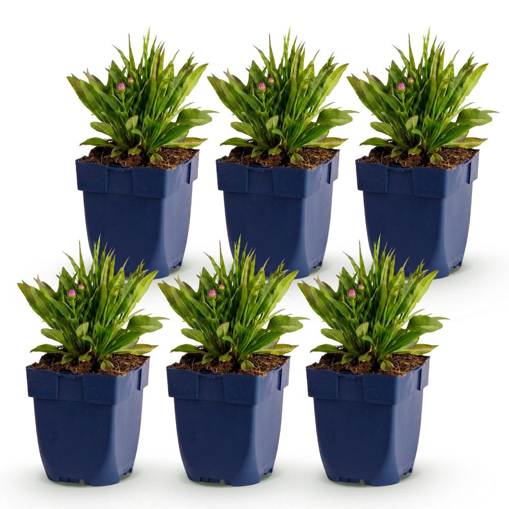 Aster 'wood's pink' - lot de 6 - pot 11 cm - hauteur 25 cm - plante d'extérieur