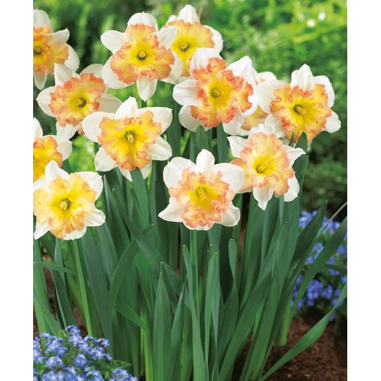 Narcisse taurus - 5 bulbes