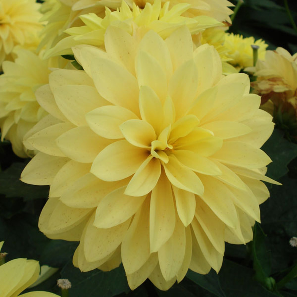 Dahlia nain double 'gallery cezanne' bulbe calibre i (par 3)