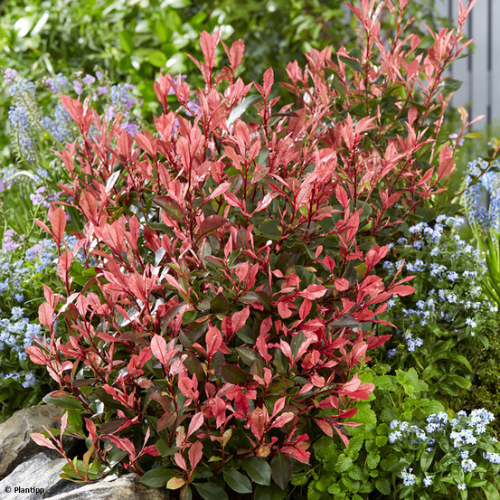 Photinia 'little fenna' pot de 2l/3l