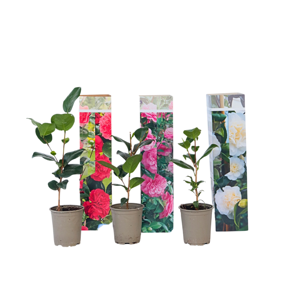 Camélia - set de 3 - camellia japonica - hauteur 25-40cm - ⌀9cm
