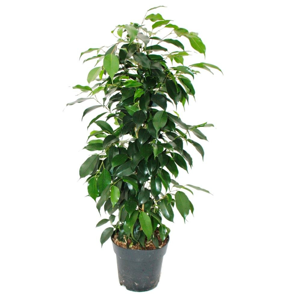 Ficus benjamini 