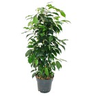 Ficus benjamini "danielle" en pot de 17cm