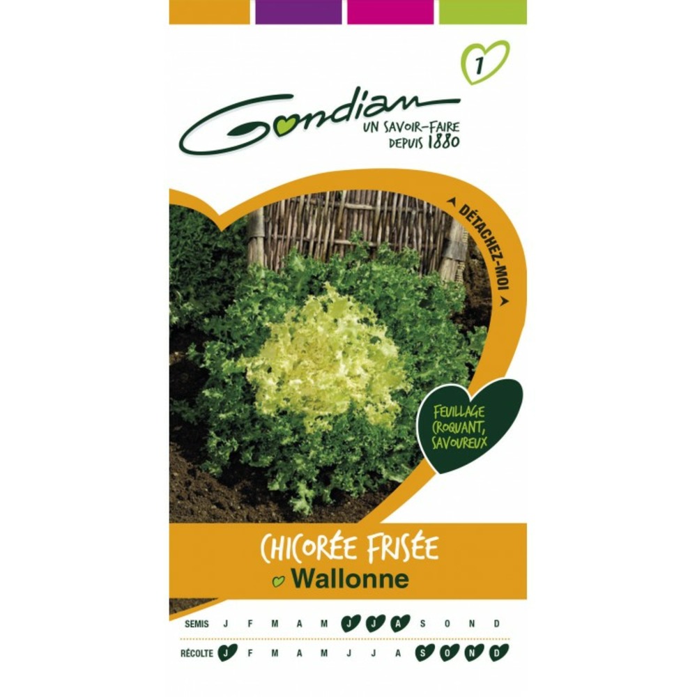 Chocorée frisée wallonne