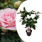 Camellia japonica "bonomiana" - rose japonaise - plante de camélia résistante au froid - pot 15cm - hauteur 50-60cm