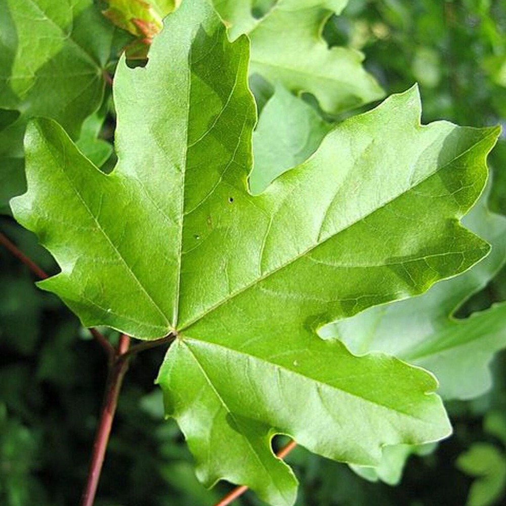 Érable champêtre elsrijk, acer campestre pot de 15l - baliveau
