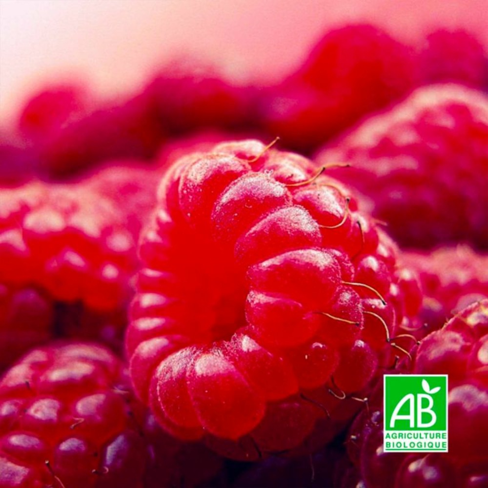 Framboisier 'heritage' bio (rubus idaeus 'heritage')