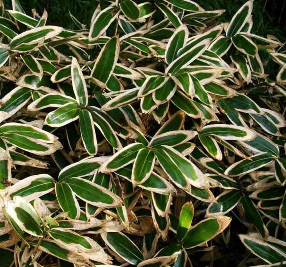 Sasa veitchii pot de 2 litres - 5/20 cm