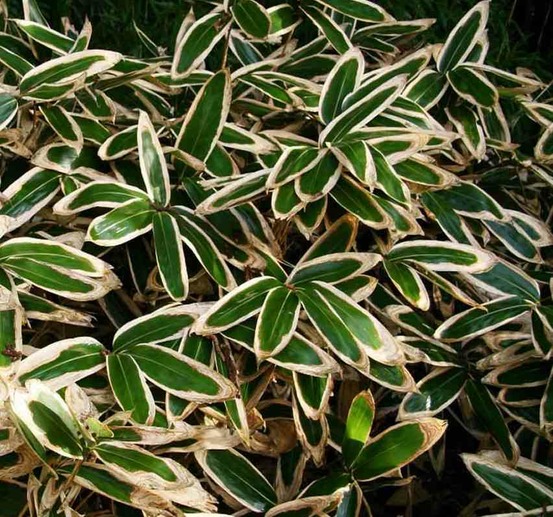 Sasa veitchii pot de 2 litres - 5/20 cm