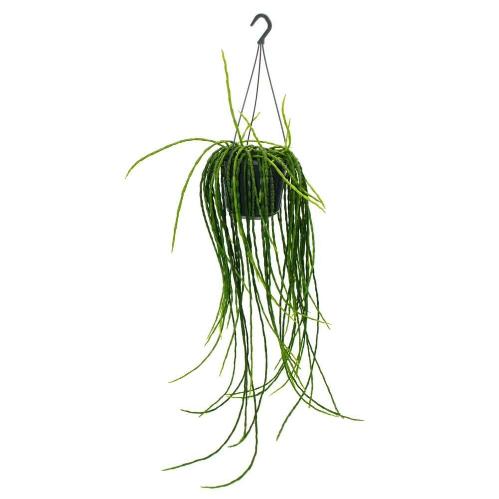 Urban jungle elegance - ambre de cactus moderne avec une superbe structure de feuilles - rhipsalis paradoxa - 15cm