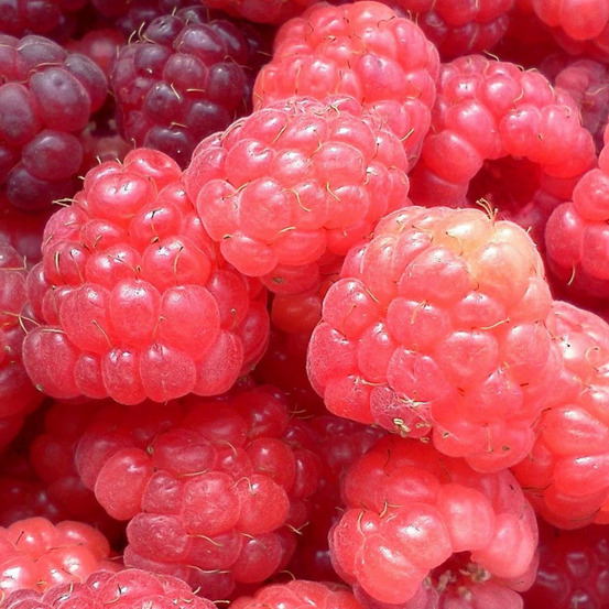 Framboisier sumo pot de 3l - 30/60 cm