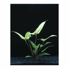 Plante aquatique : Anubia Hastifolia en pot