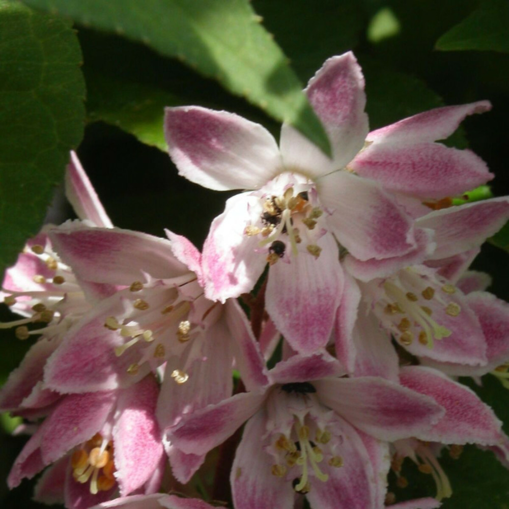 Deutzie carminea, deutzia pot de 4l - 40/60 cm