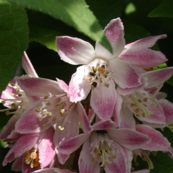 Deutzie carminea, deutzia pot de 4l - 40/60 cm