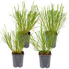 4x pennisetum 'hameln' - herbe à abat-jour - graminées ornementales - rustique - ⌀13 cm - ↕15-20 cm