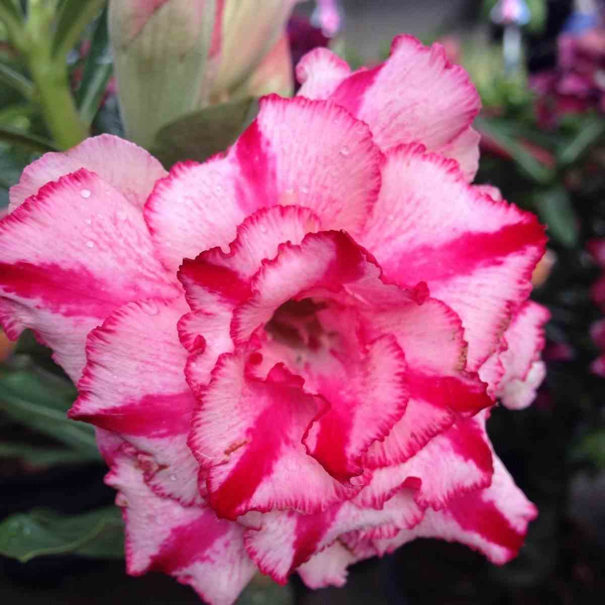 Adenium obesum cv soisawan   rose - taille caudex d'environ 150g