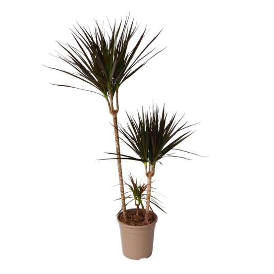 Dragonnier - dracaena marginata 'magenta' - hauteur 110-130cm - ⌀24cm