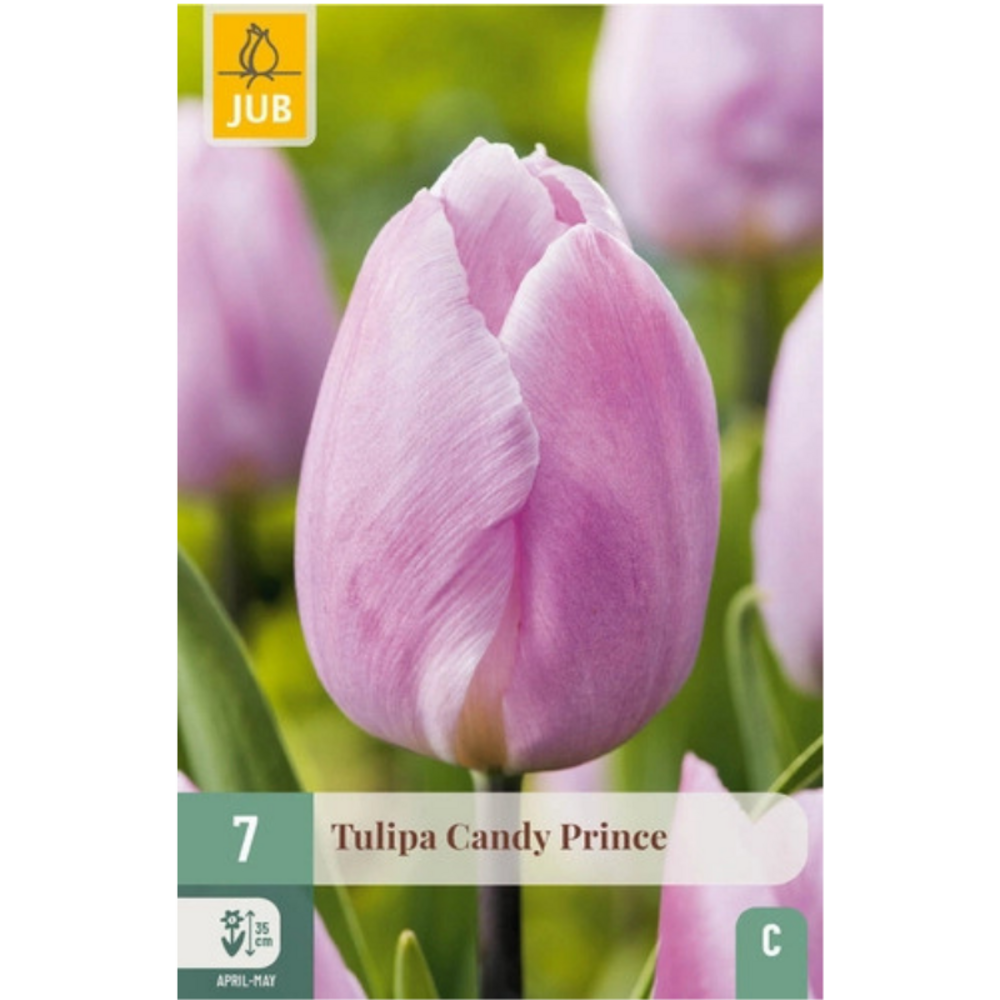 Bulbe tulipe à vendre candy prince par 7 violet