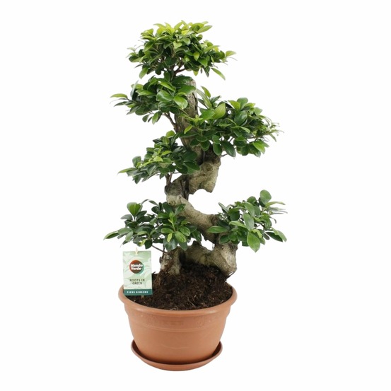 Ficus ginseng - h70 cm - ø27 cm