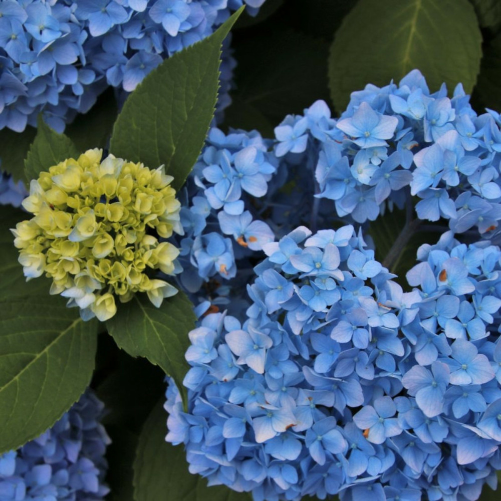 Hortensia bodensee, hydrangea macrophylla pot de 1,5l - 20/40 cm